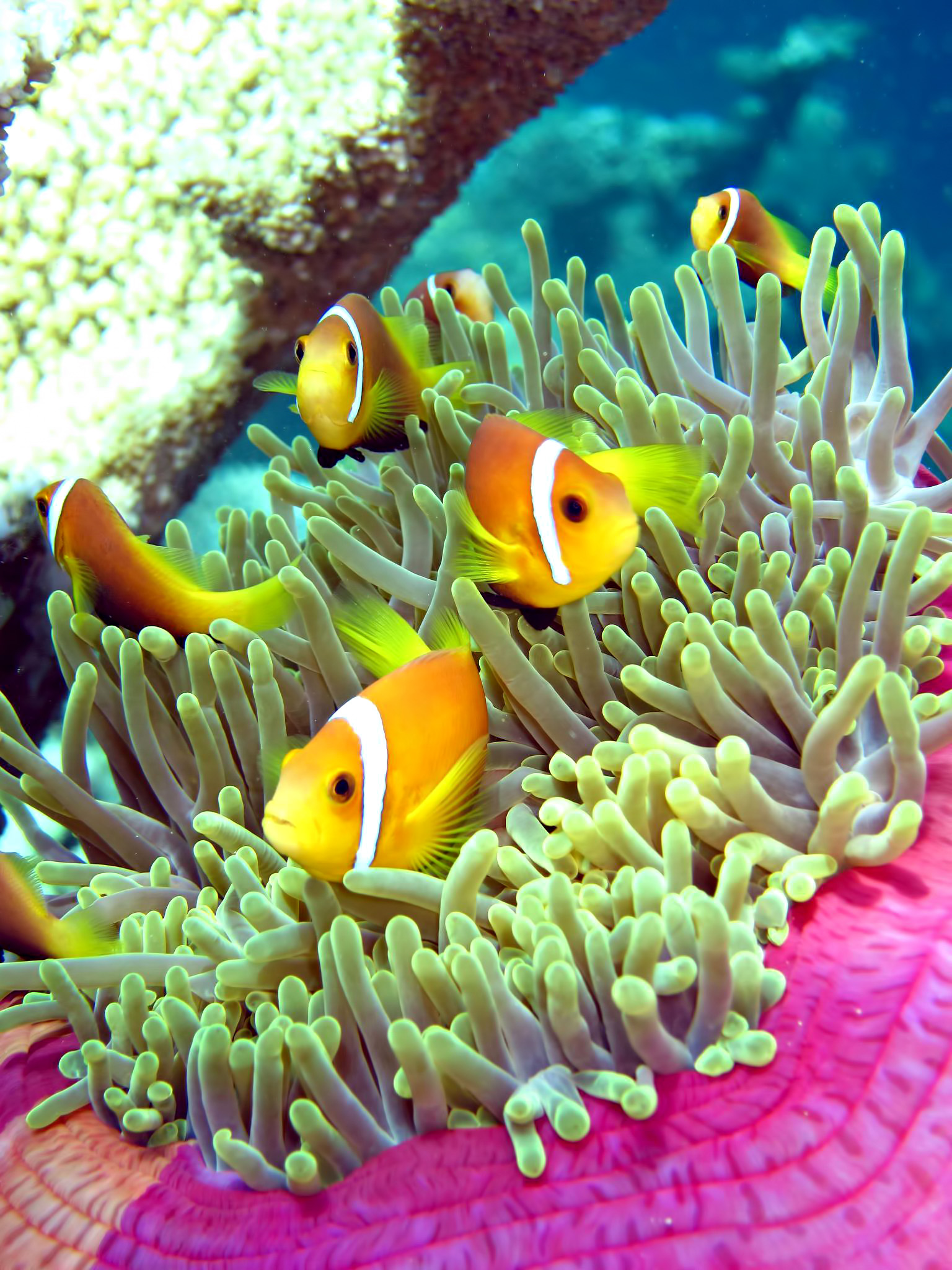 074 – W Maldives Resort – Fesdu Island, Maldives – Tropical Ocean Yellow Fish