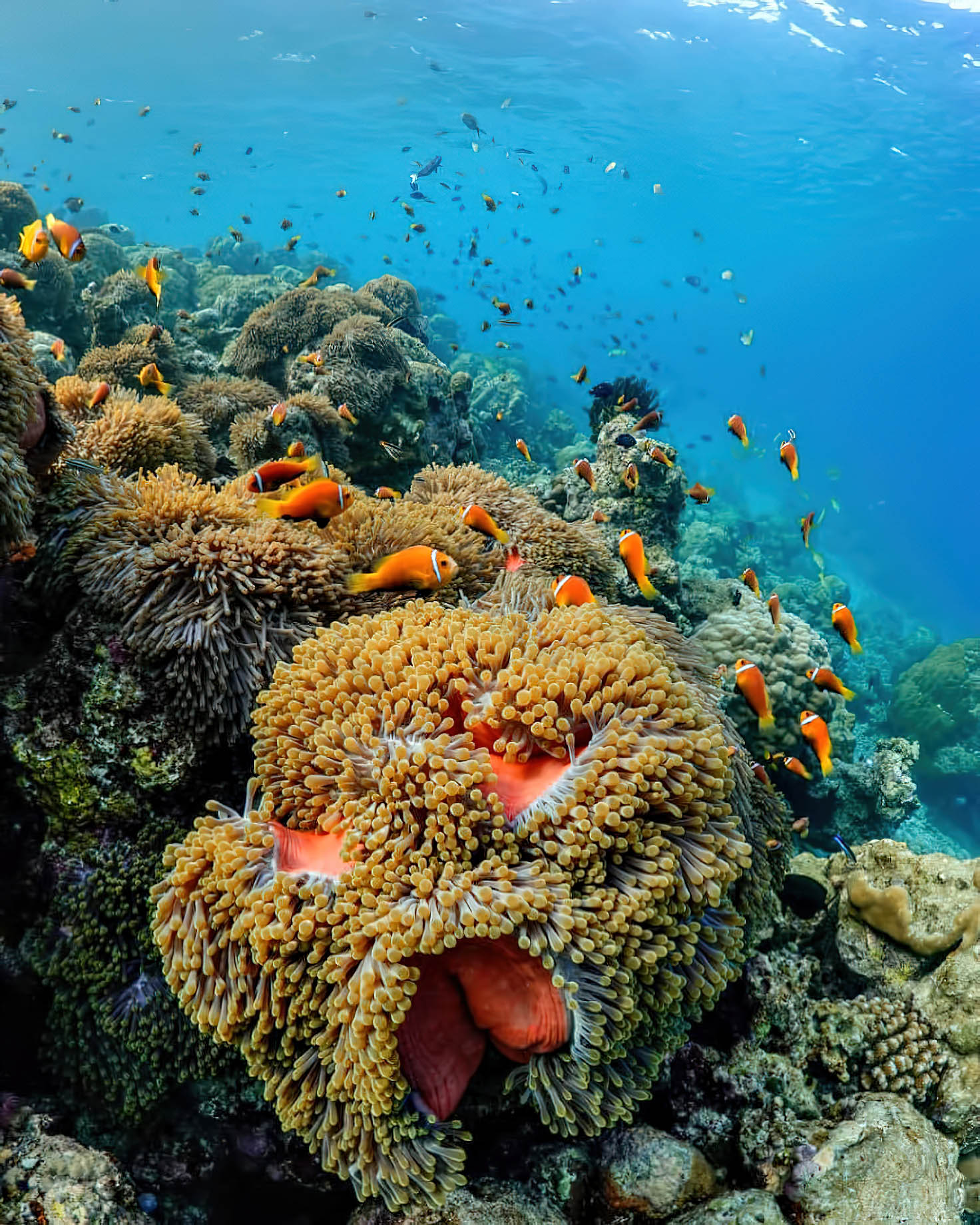 075 – W Maldives Resort – Fesdu Island, Maldives – Tropical Ocean Orange Fish