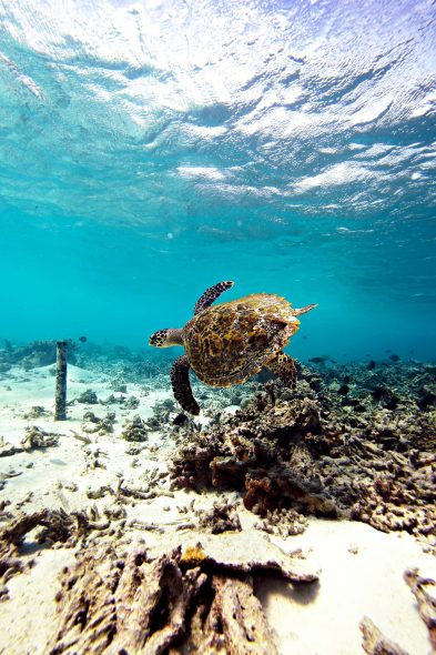 076 - W Maldives Resort - Fesdu Island, Maldives - Ocean House Reef Turtle
