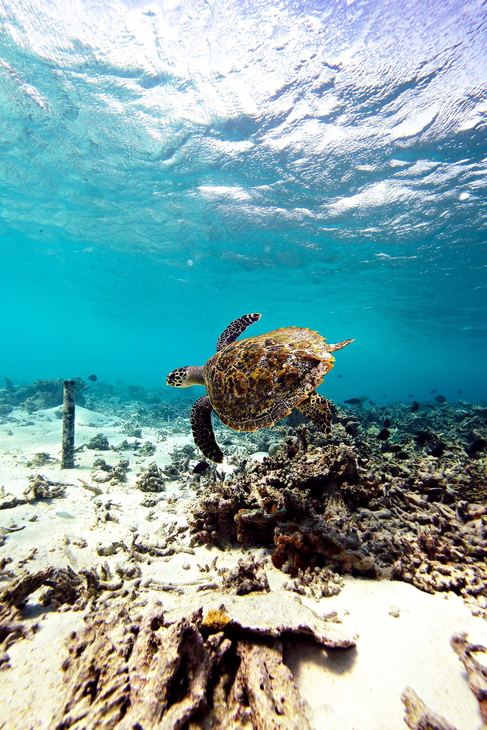 076 – W Maldives Resort – Fesdu Island, Maldives – Ocean House Reef Turtle