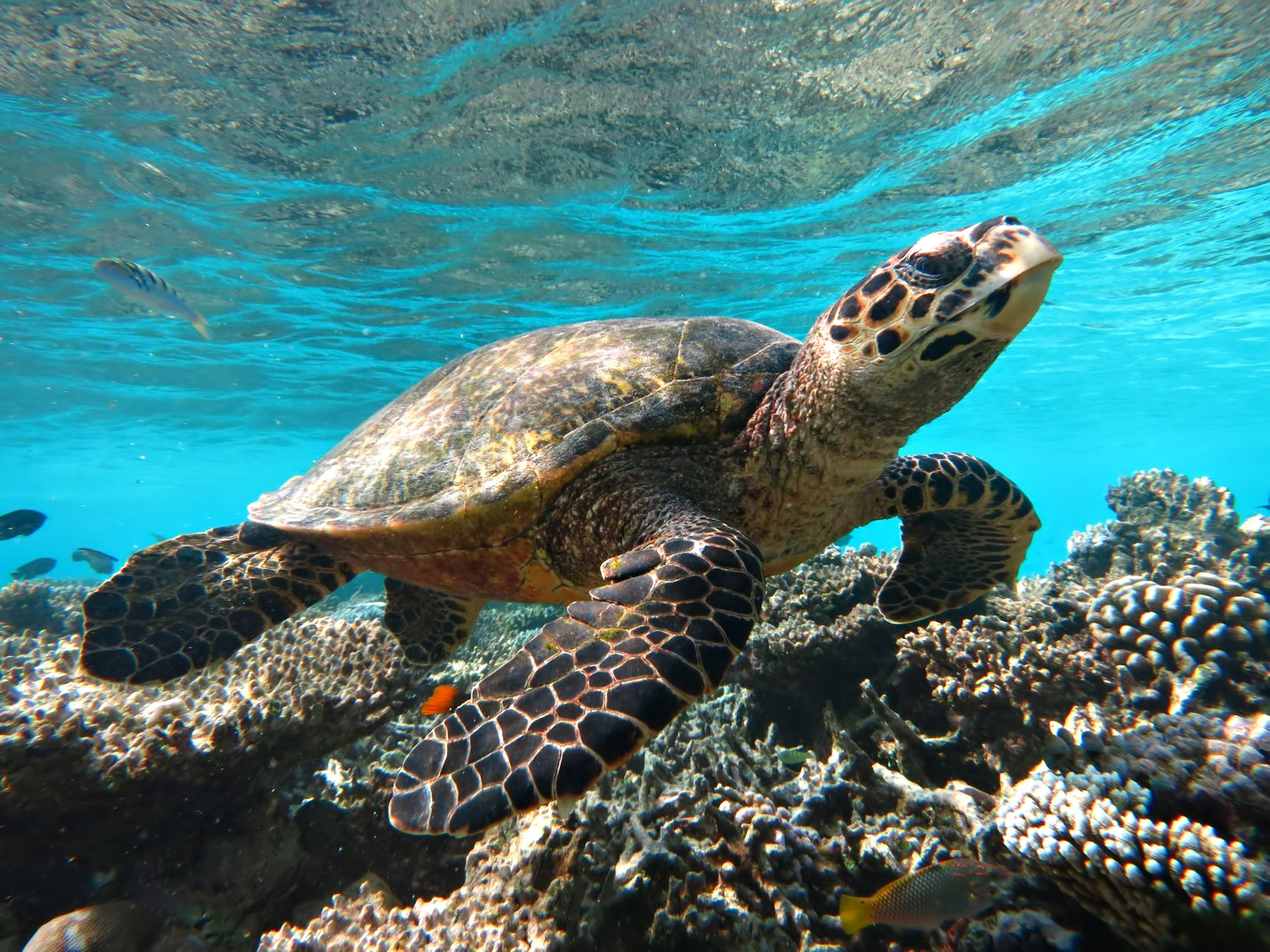 077 – W Maldives Resort – Fesdu Island, Maldives – Ocean House Reef Turtle
