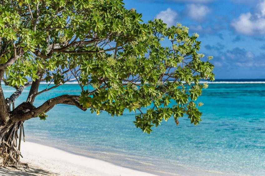 The Brando Resort - Tetiaroa Private Island, French Polynesia - Beachfront Tropical Tree