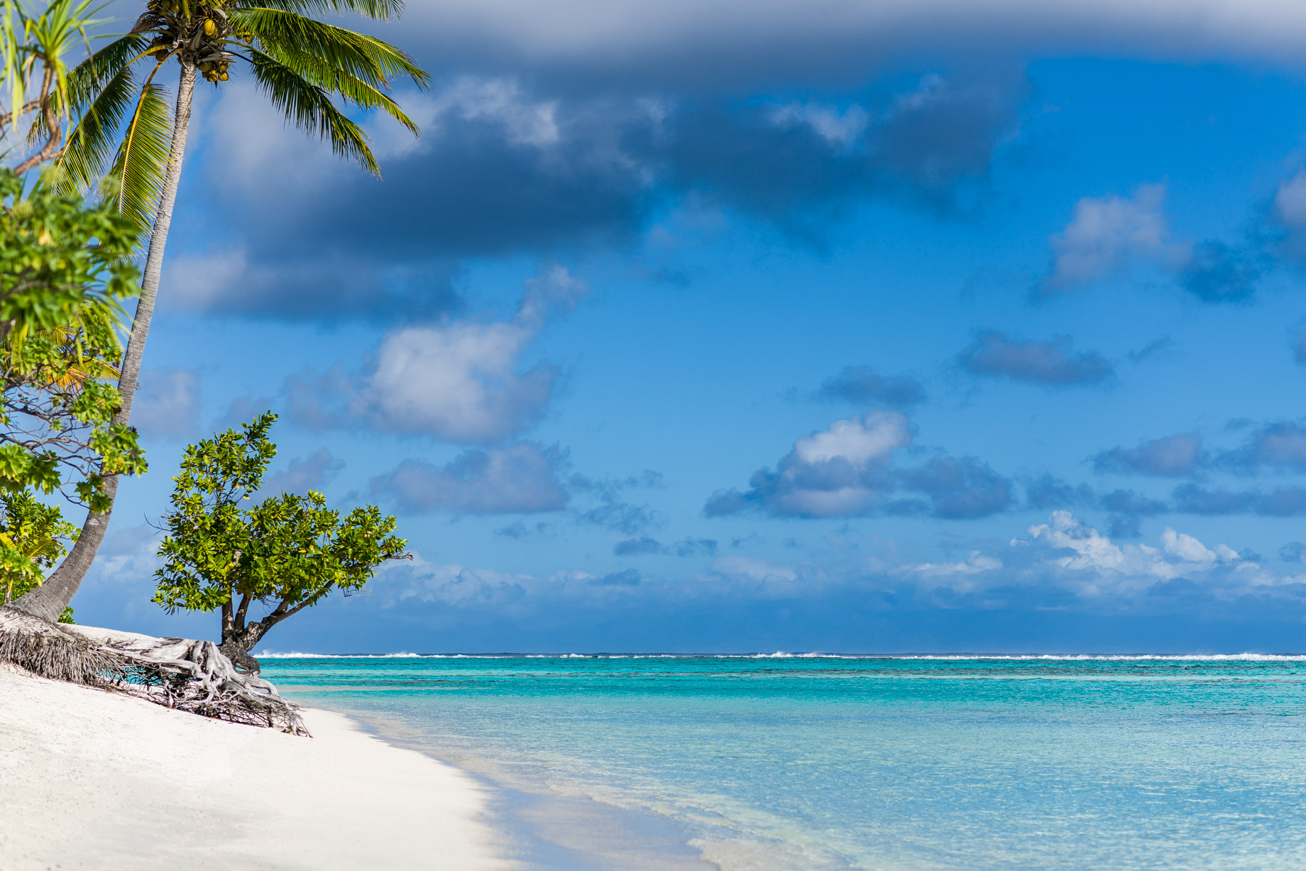The Brando Resort – Tetiaroa Private Island, French Polynesia – Beachfront Tropical Tree