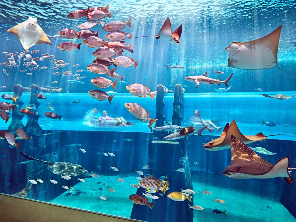 Atlantis The Palm Resort - Crescent Rd, Dubai, UAE - Shark Attack Underwater Slide