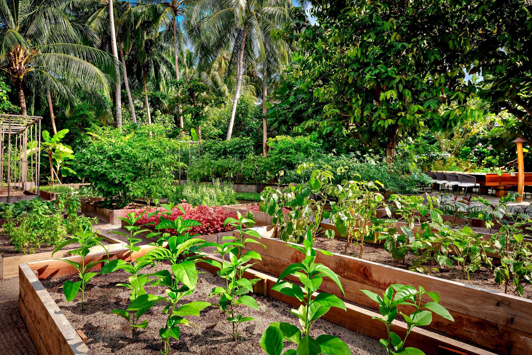The St. Regis Maldives Vommuli Resort – Dhaalu Atoll, Maldives – Herb Vegetable Garden