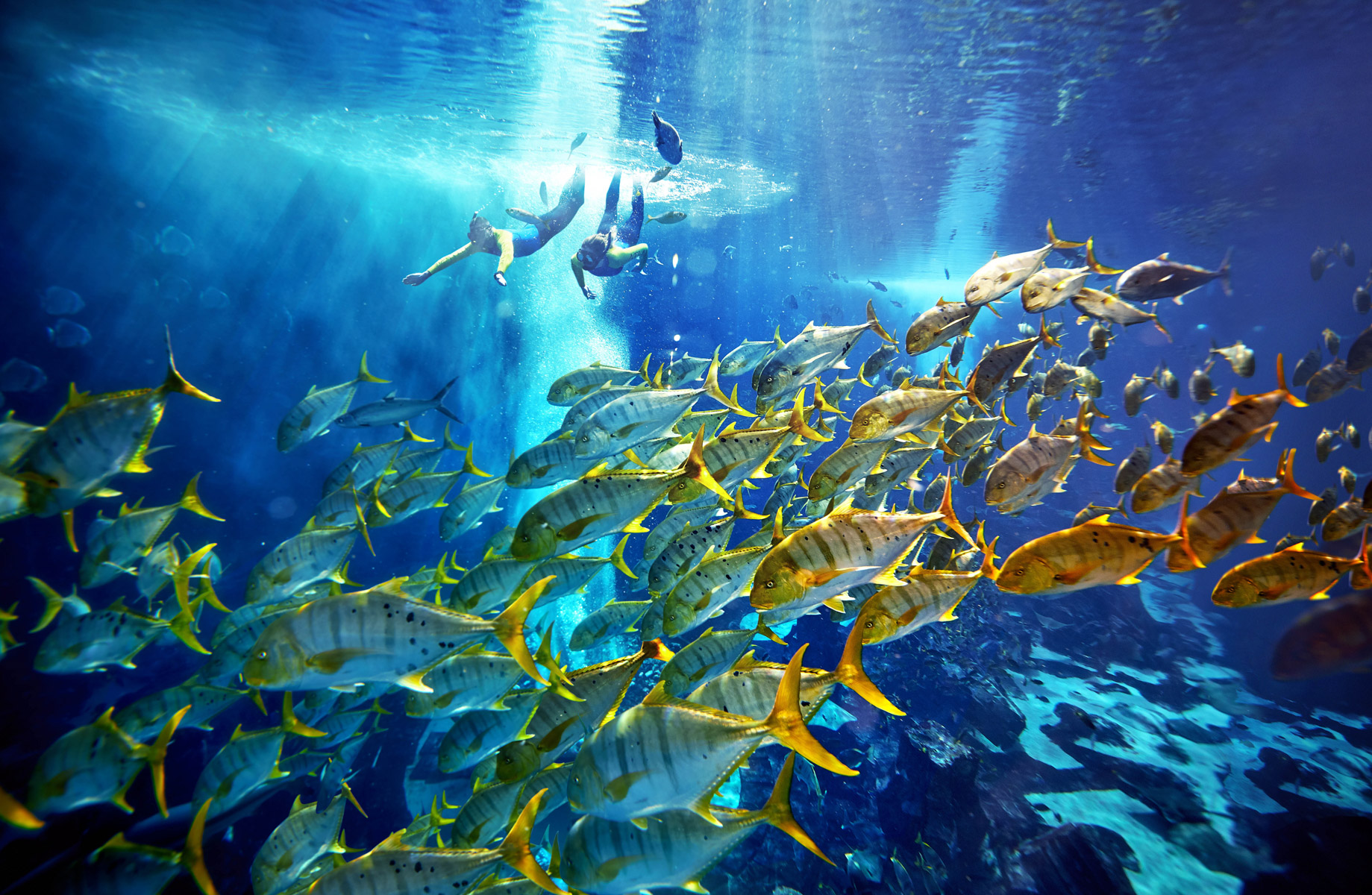 Atlantis The Palm Resort – Crescent Rd, Dubai, UAE – Ultimate Underwater Snorkel Adventure