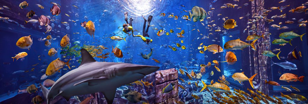 Atlantis The Palm Resort - Crescent Rd, Dubai, UAE - Underwater Snorkelling Adventure