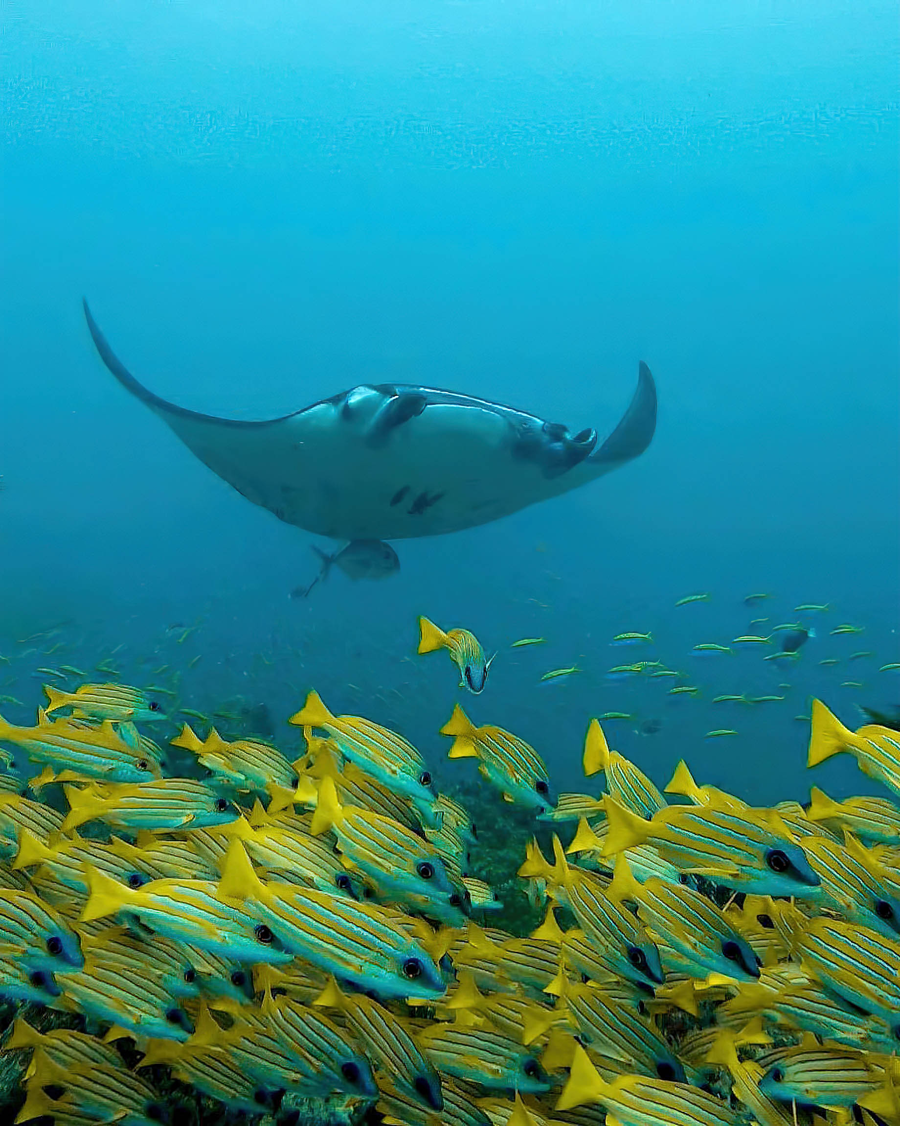 Cheval Blanc Randheli Resort – Noonu Atoll, Maldives – Manta Ray Underwater