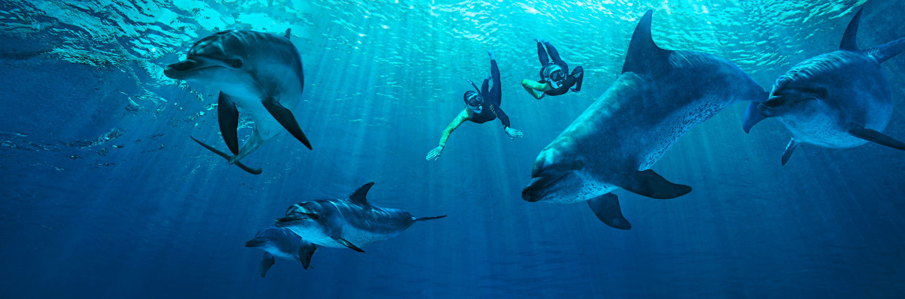 Atlantis The Palm Resort - Crescent Rd, Dubai, UAE - Underwater Dolphin Snorkel