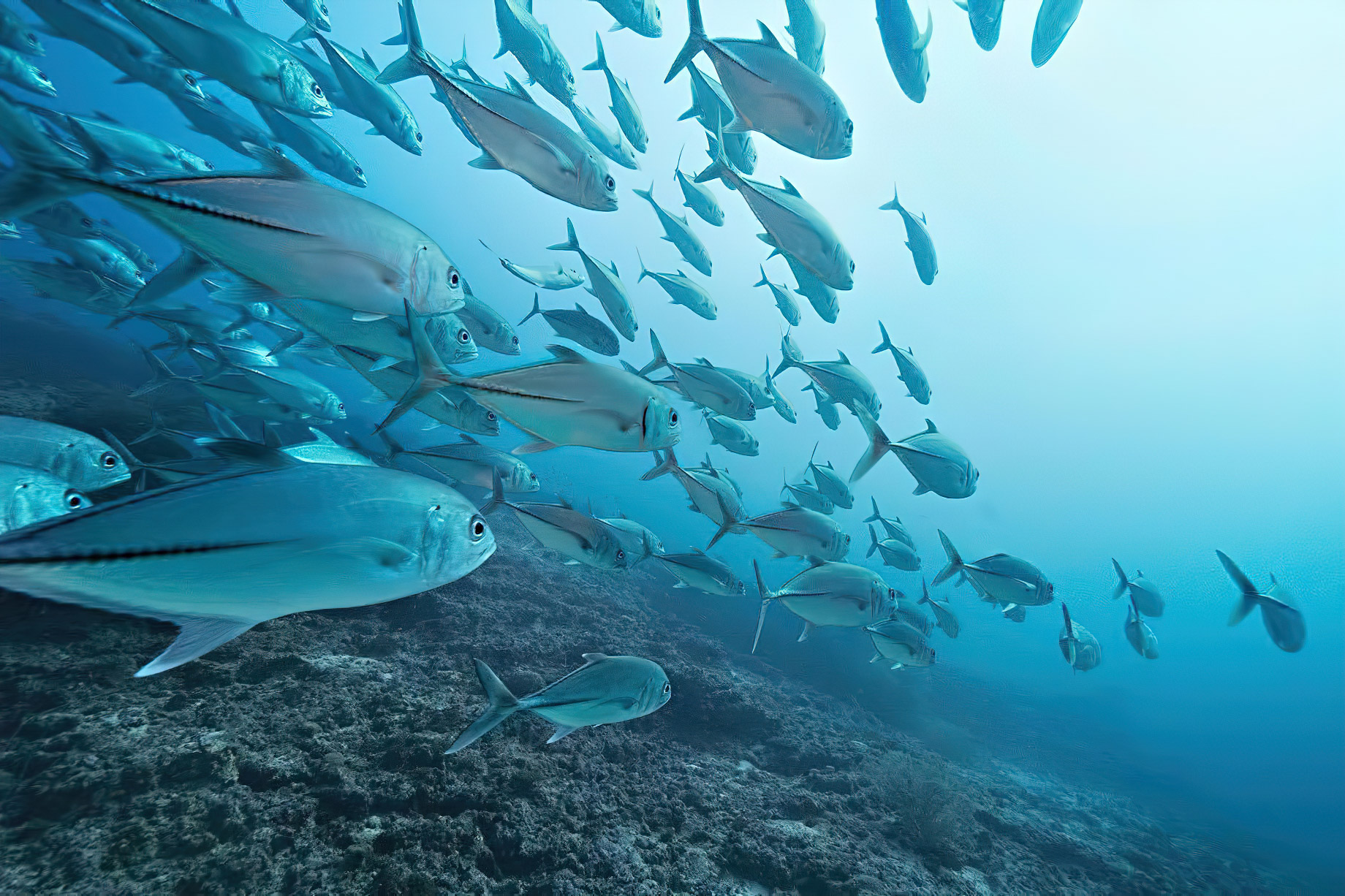 Cheval Blanc Randheli Resort – Noonu Atoll, Maldives – Fish Underwater