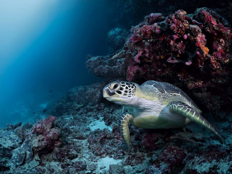 Cheval Blanc Randheli Resort - Noonu Atoll, Maldives - Turtle Underwater