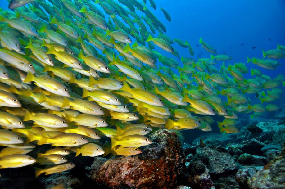 Cheval Blanc Randheli Resort - Noonu Atoll, Maldives - Yellow Fish Underwater