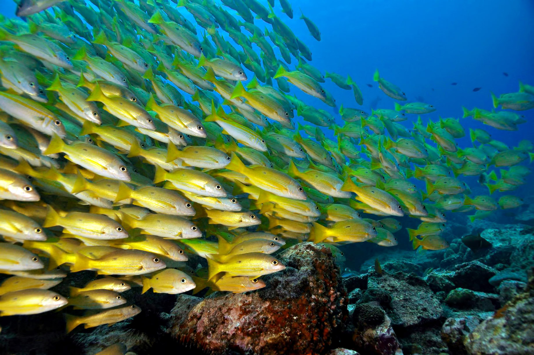 Cheval Blanc Randheli Resort – Noonu Atoll, Maldives – Yellow Fish Underwater
