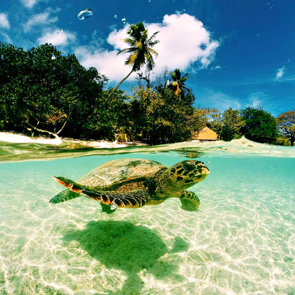 Six Senses Zil Pasyon Resort - Felicite Island, Seychelles - Island View Turtle