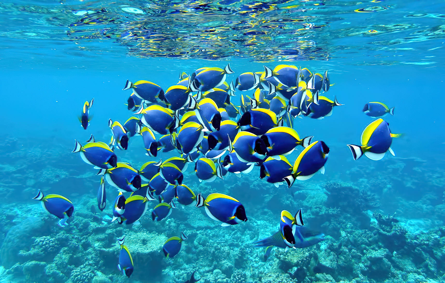 Gili Lankanfushi Resort – North Male Atoll, Maldives – Underwater Tropical Fish