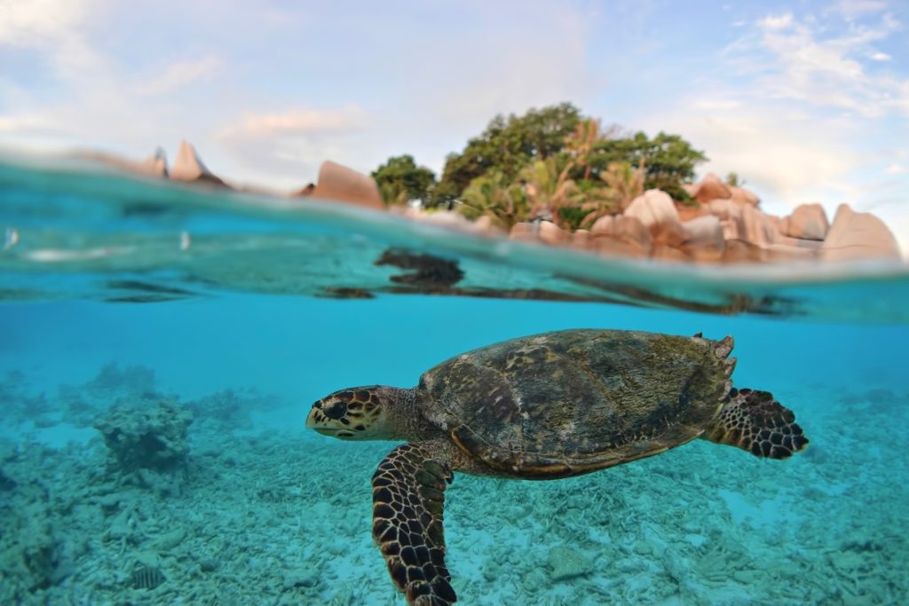 Six Senses Zil Pasyon Resort - Felicite Island, Seychelles - Island View Turtle Underwater