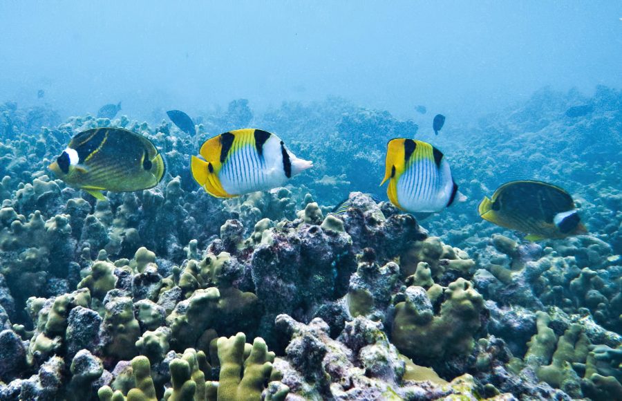 Gili Lankanfushi Resort - North Male Atoll, Maldives - Underwater Tropical Fish
