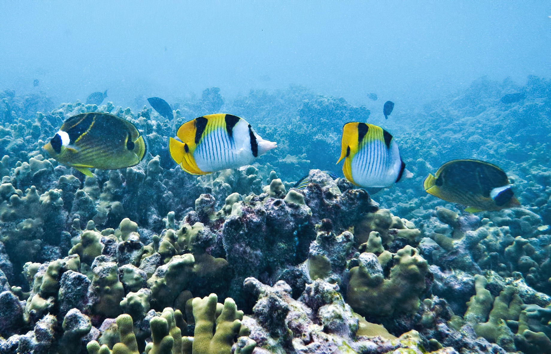 Gili Lankanfushi Resort – North Male Atoll, Maldives – Underwater Tropical Fish