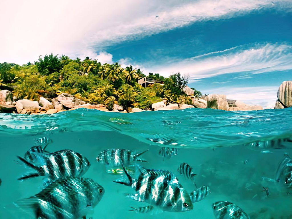 Six Senses Zil Pasyon Resort - Felicite Island, Seychelles - Island View Tropical Fish Underwater