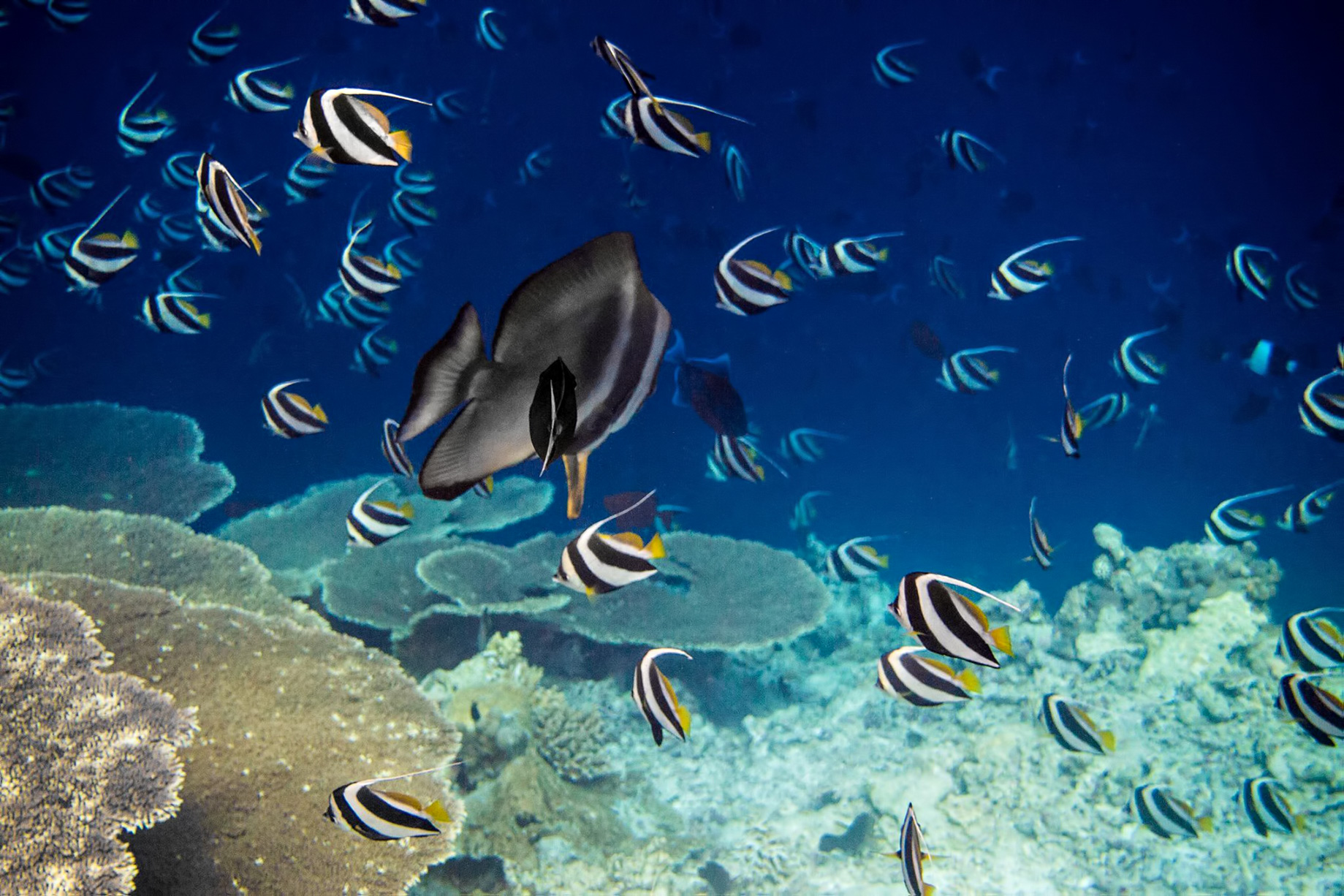 Gili Lankanfushi Resort – North Male Atoll, Maldives – Underwater Tropical Fish