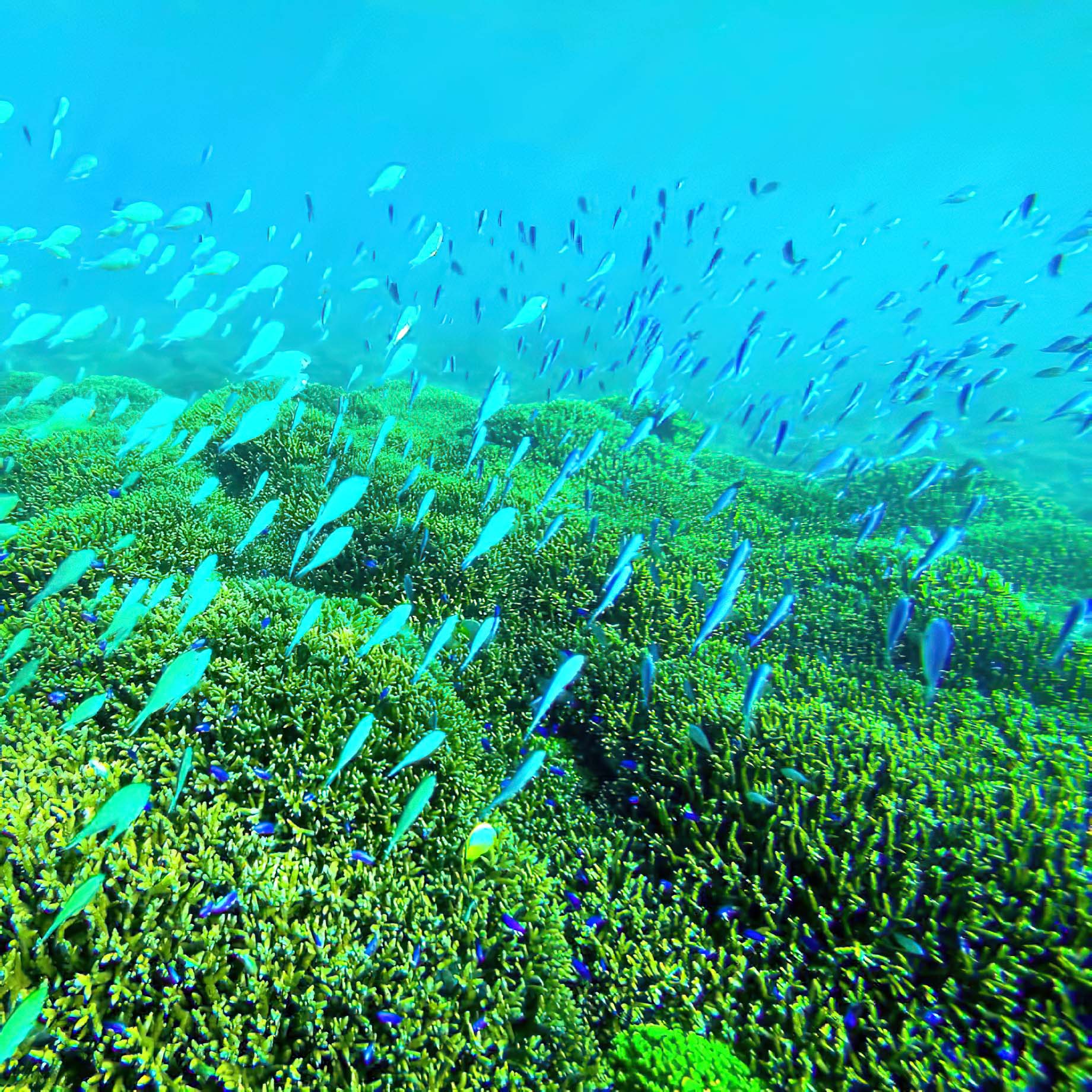 Six Senses Zil Pasyon Resort - Felicite Island, Seychelles - Tropical Fish Underwater