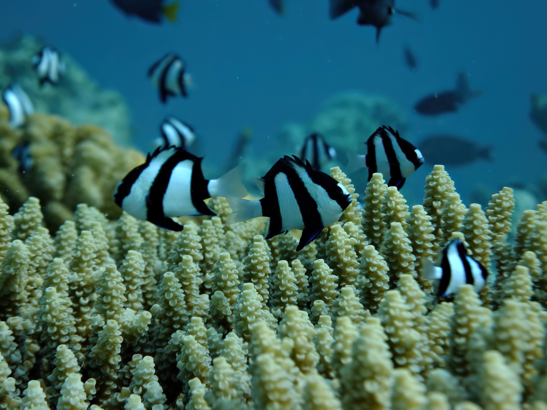 Gili Lankanfushi Resort – North Male Atoll, Maldives – Underwater Corel Reef Tropical Fish