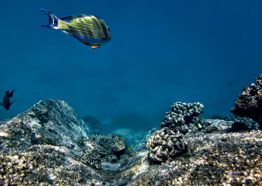 Six Senses Zil Pasyon Resort - Felicite Island, Seychelles - Tropical Fish
