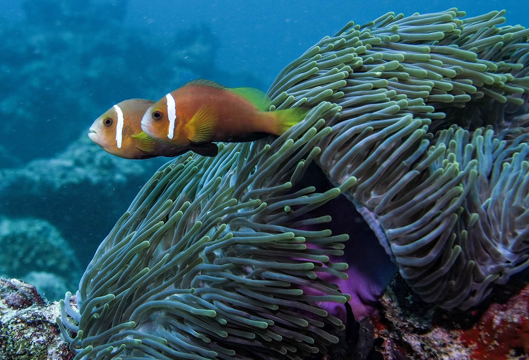 Gili Lankanfushi Resort – North Male Atoll, Maldives – Underwater Tropical Fish