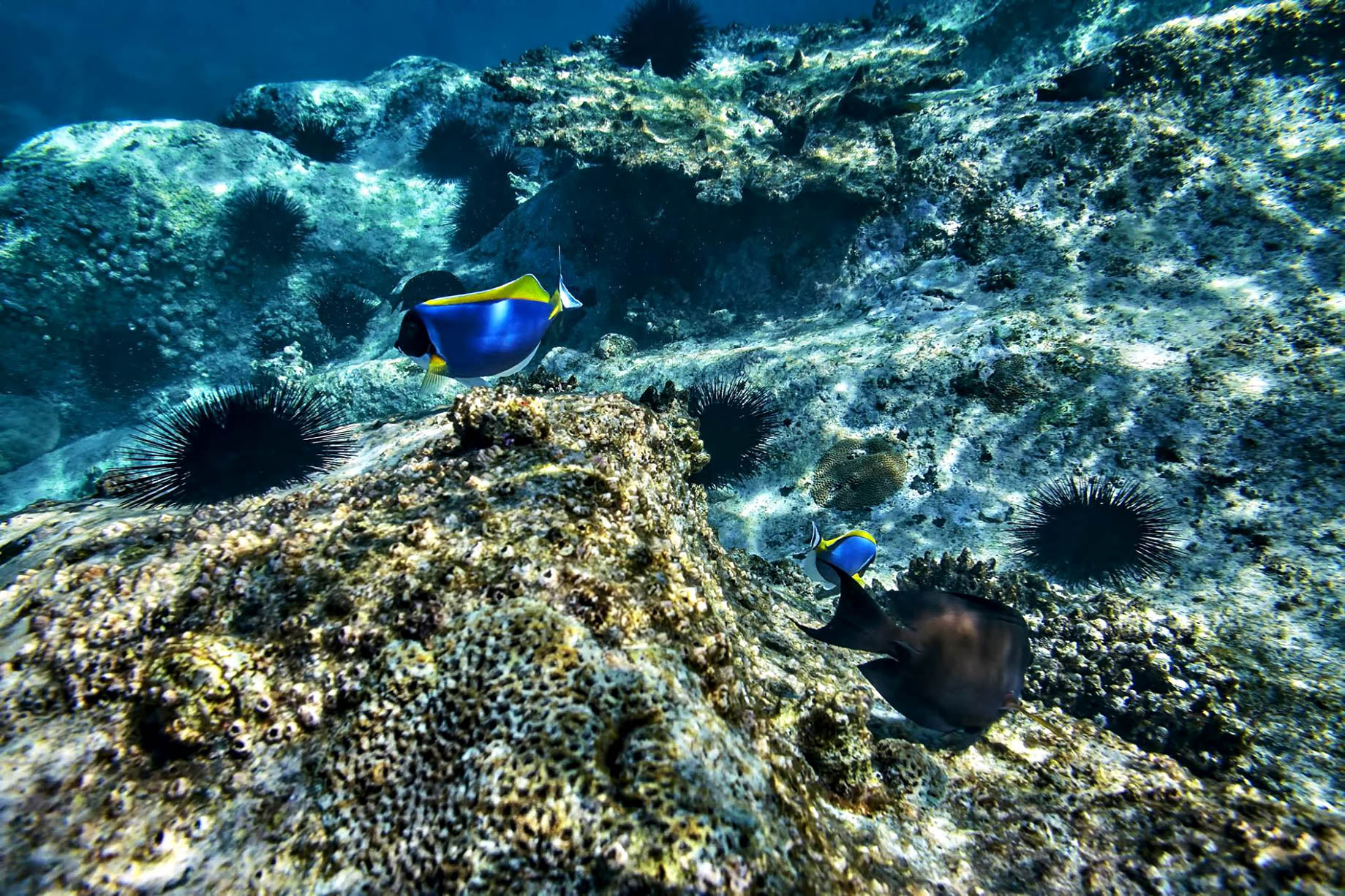 Six Senses Zil Pasyon Resort - Felicite Island, Seychelles - Tropical Fish Underwater