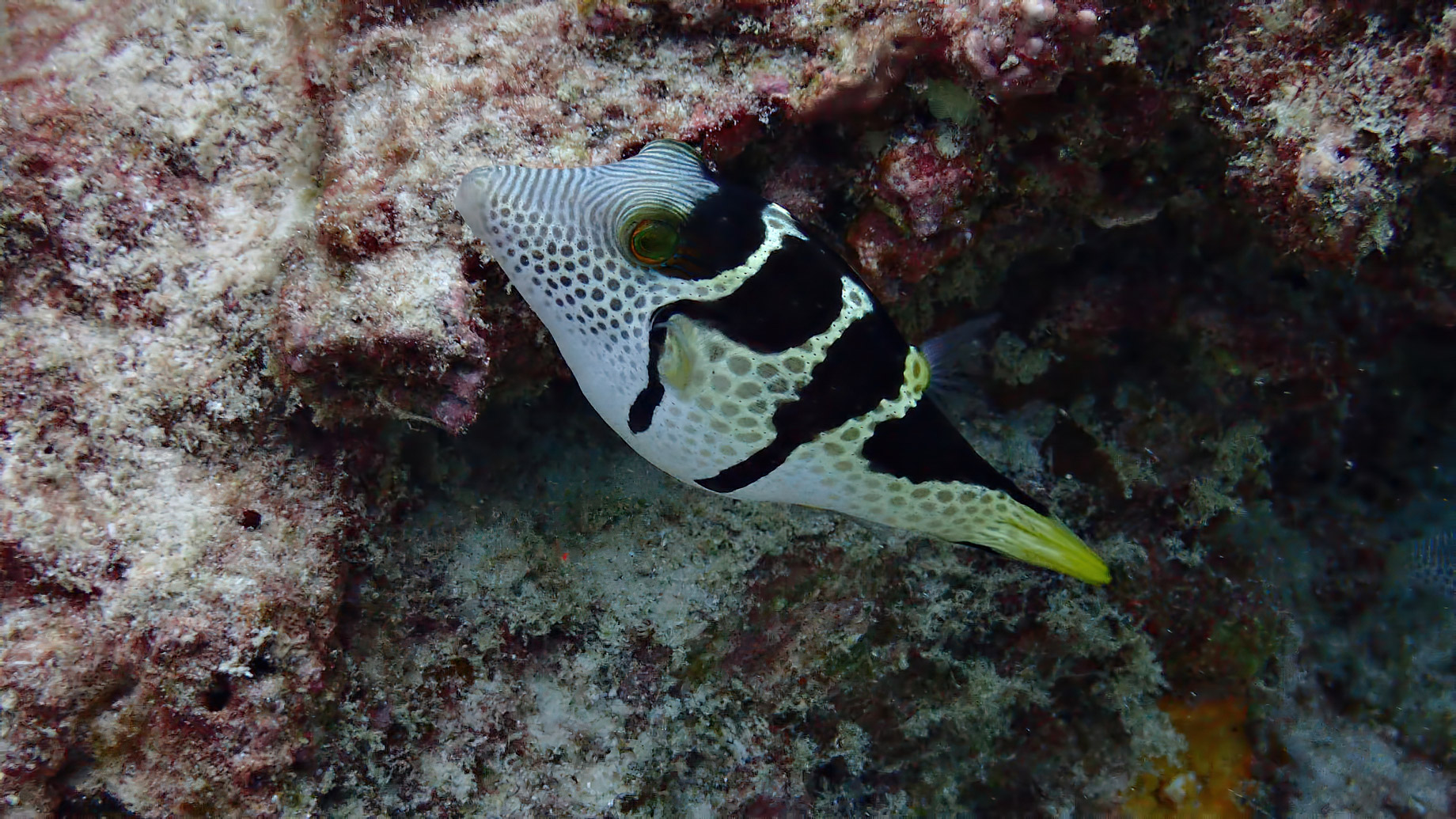 Six Senses Zil Pasyon Resort – Felicite Island, Seychelles – Tropical Fish