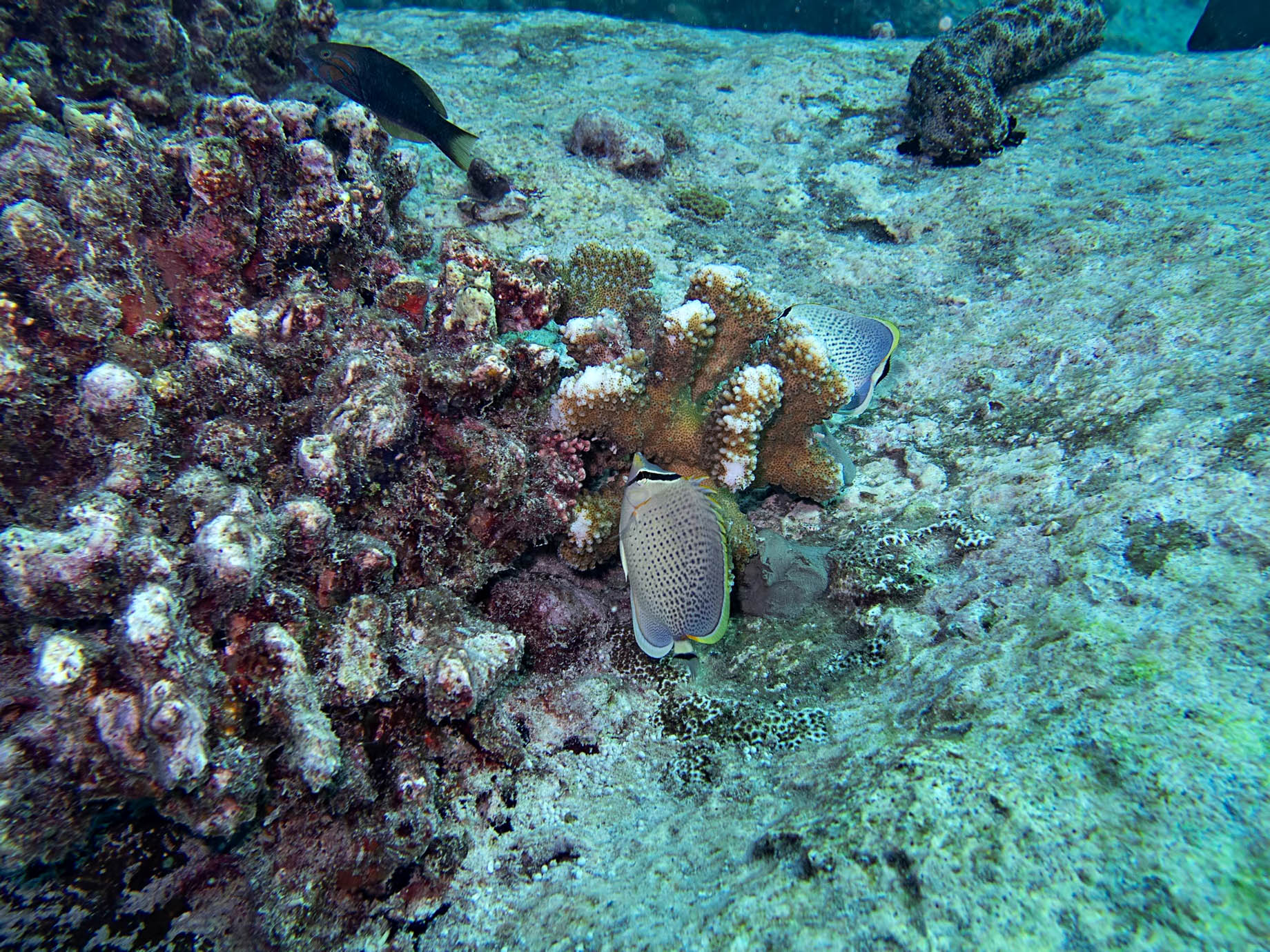Six Senses Zil Pasyon Resort - Felicite Island, Seychelles - Tropical Fish Coral Reef