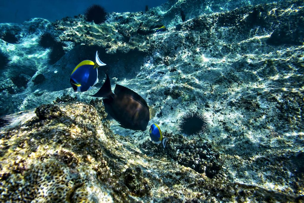 Six Senses Zil Pasyon Resort - Felicite Island, Seychelles - Blue Surgeonfish and Sea Urchins