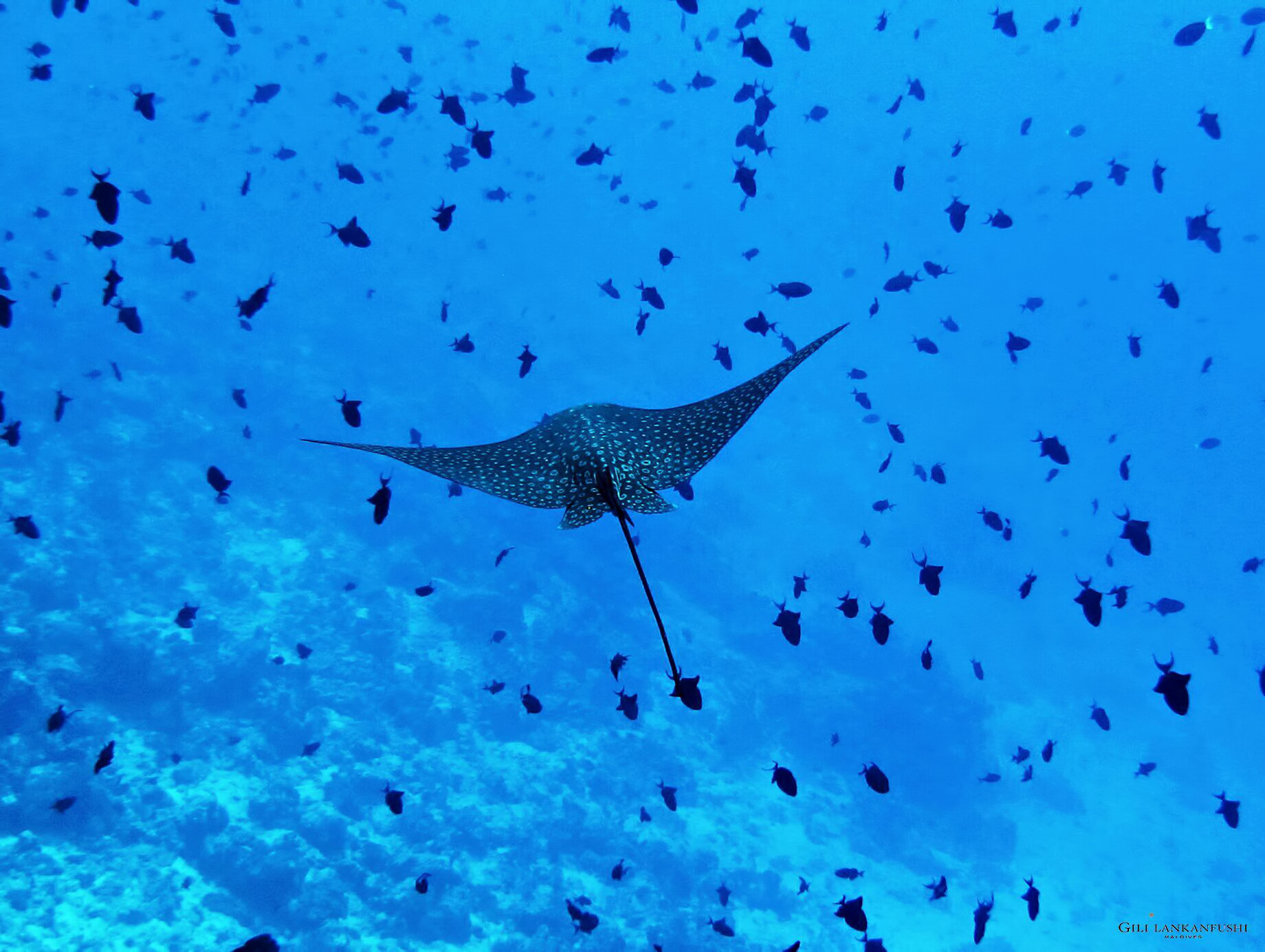Gili Lankanfushi Resort – North Male Atoll, Maldives – Underwater Manta Ray