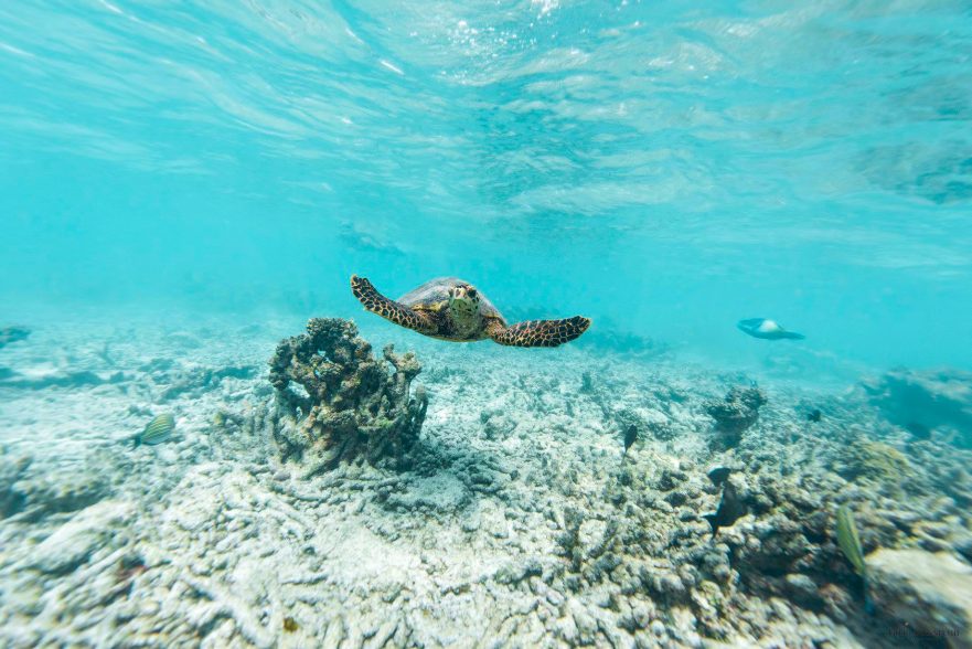 Gili Lankanfushi Resort - North Male Atoll, Maldives - Underwater Sea Turtle