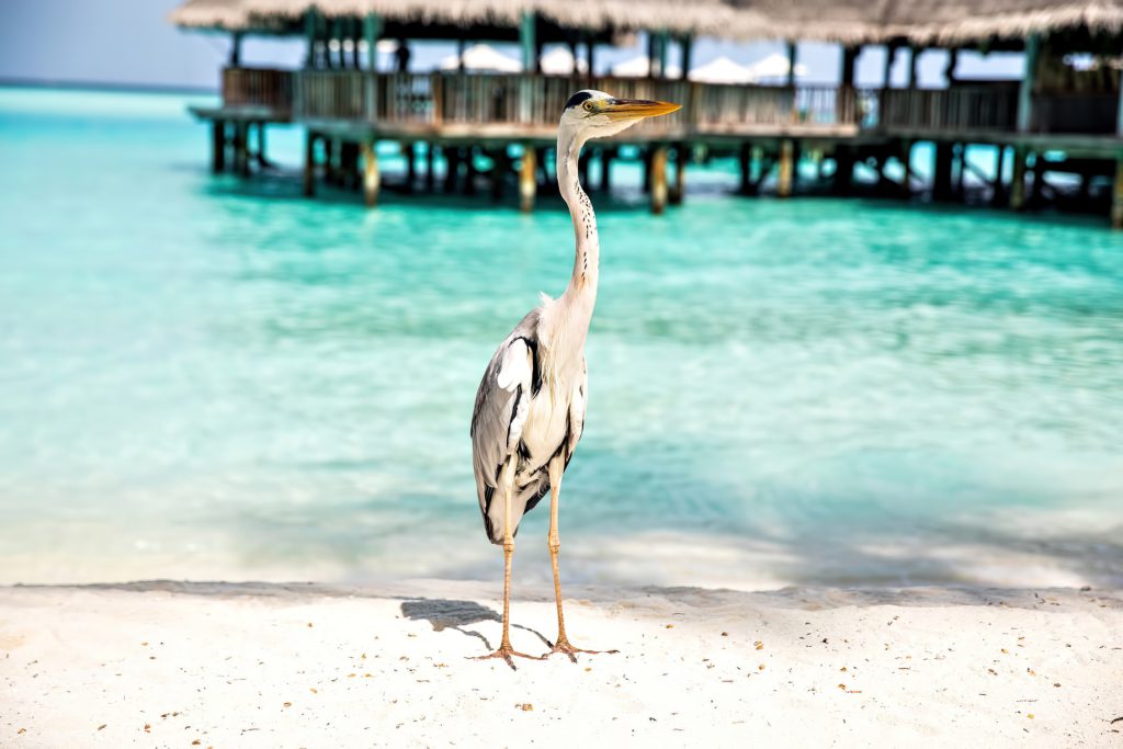 Gili Lankanfushi Resort - North Male Atoll, Maldives - Beach Tropical Bird