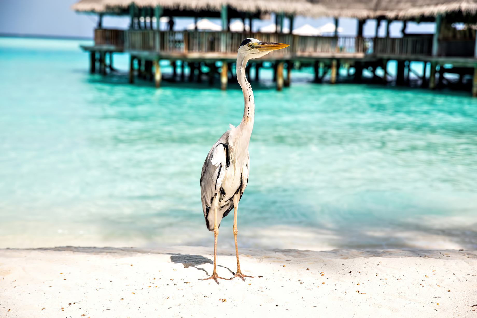 Gili Lankanfushi Resort – North Male Atoll, Maldives – Beach Tropical Bird