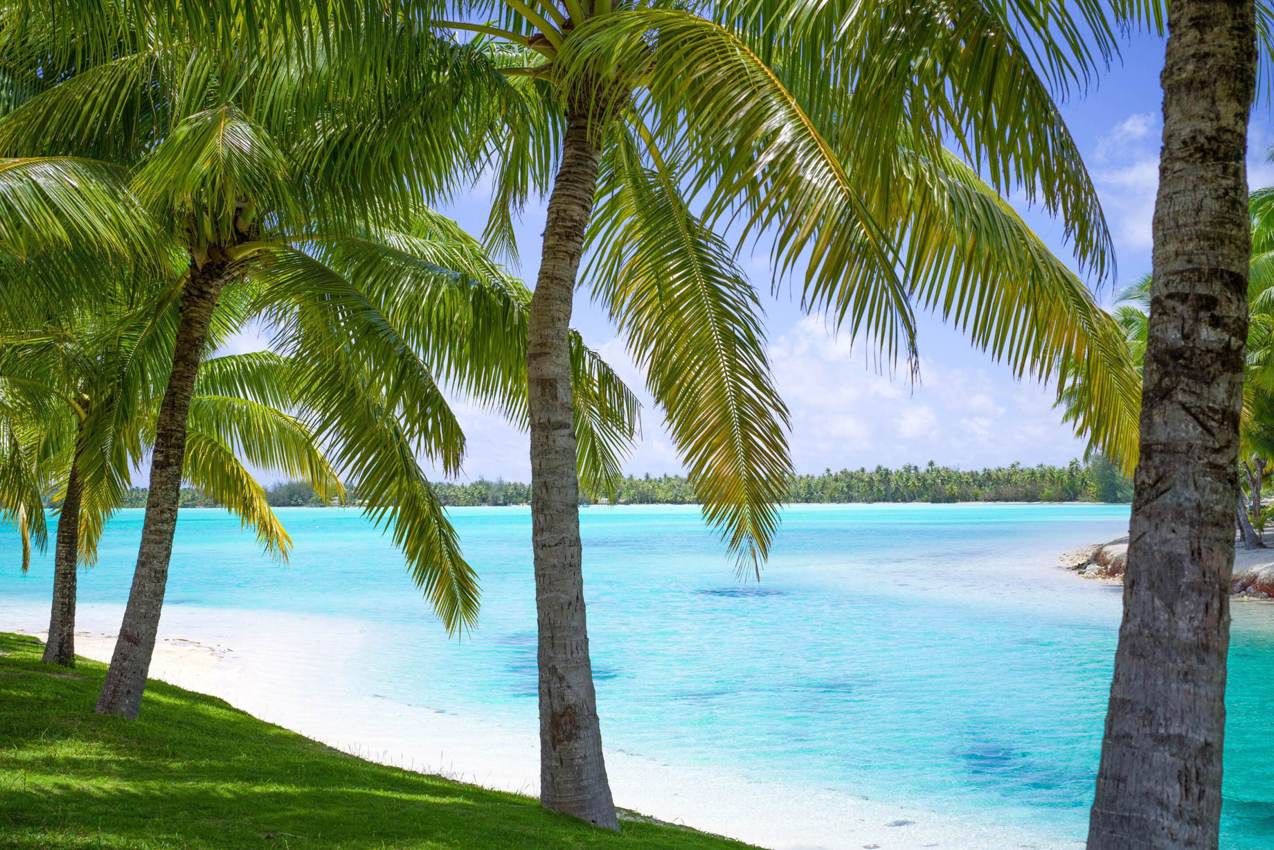 The St. Regis Bora Bora Resort - Bora Bora, French Polynesia - Palm Trees
