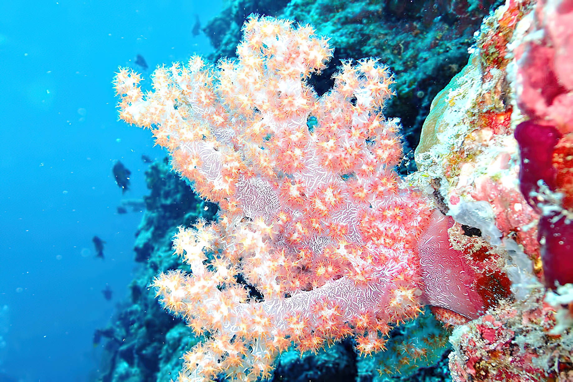 The Nautilus Maldives Resort – Thiladhoo Island, Maldives – Ocean Reef