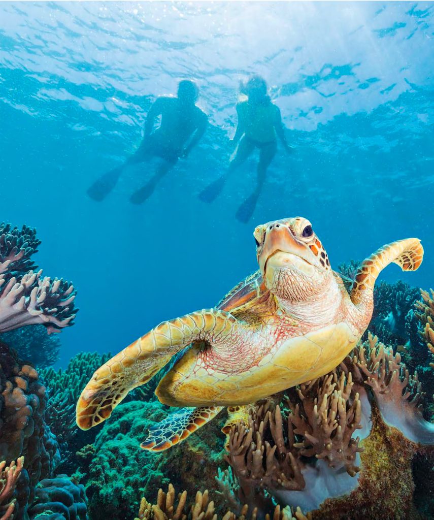 InterContinental Hayman Island Resort - Whitsunday Islands, Australia - Sea Turtle