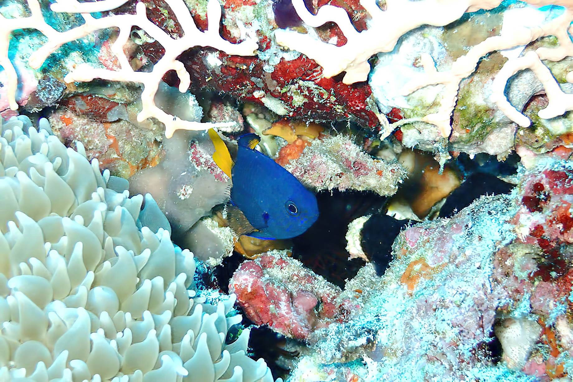 The Nautilus Maldives Resort – Thiladhoo Island, Maldives – Ocean Reef Blue Fish