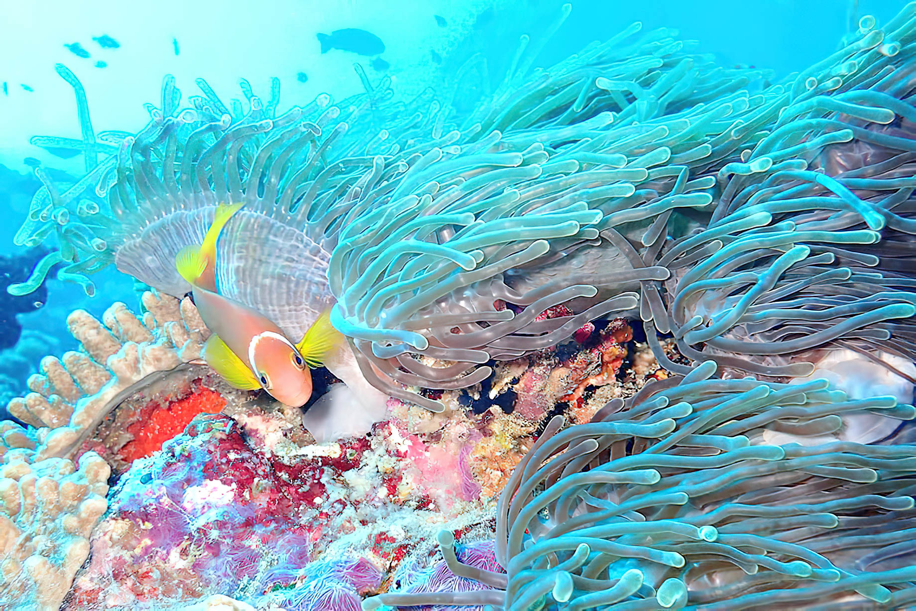 The Nautilus Maldives Resort - Thiladhoo Island, Maldives - Ocean Reef Pink Fish