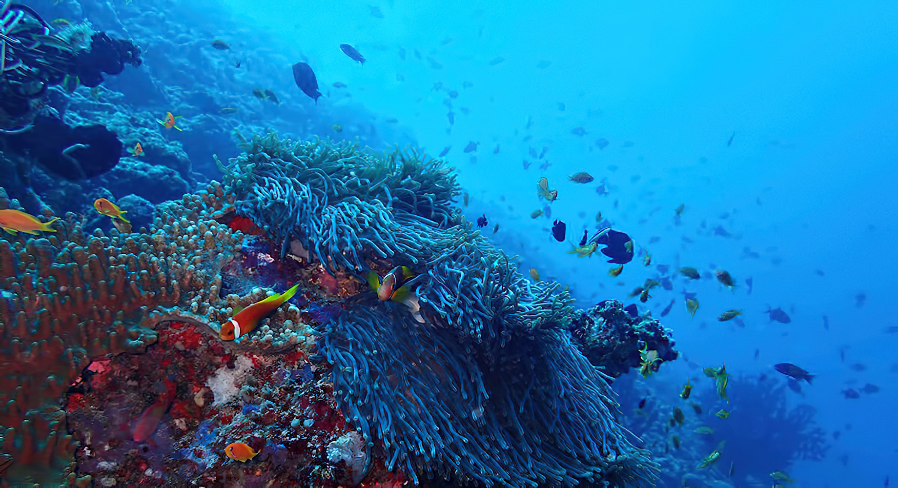 The Nautilus Maldives Resort – Thiladhoo Island, Maldives – Ocean Reef Fish