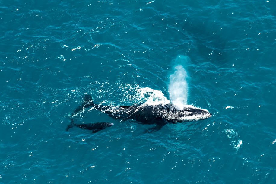 InterContinental Hayman Island Resort - Whitsunday Islands, Australia - Whale Watching