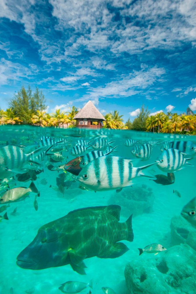 The St. Regis Bora Bora Resort - Bora Bora, French Polynesia - Lagoon Underwater View