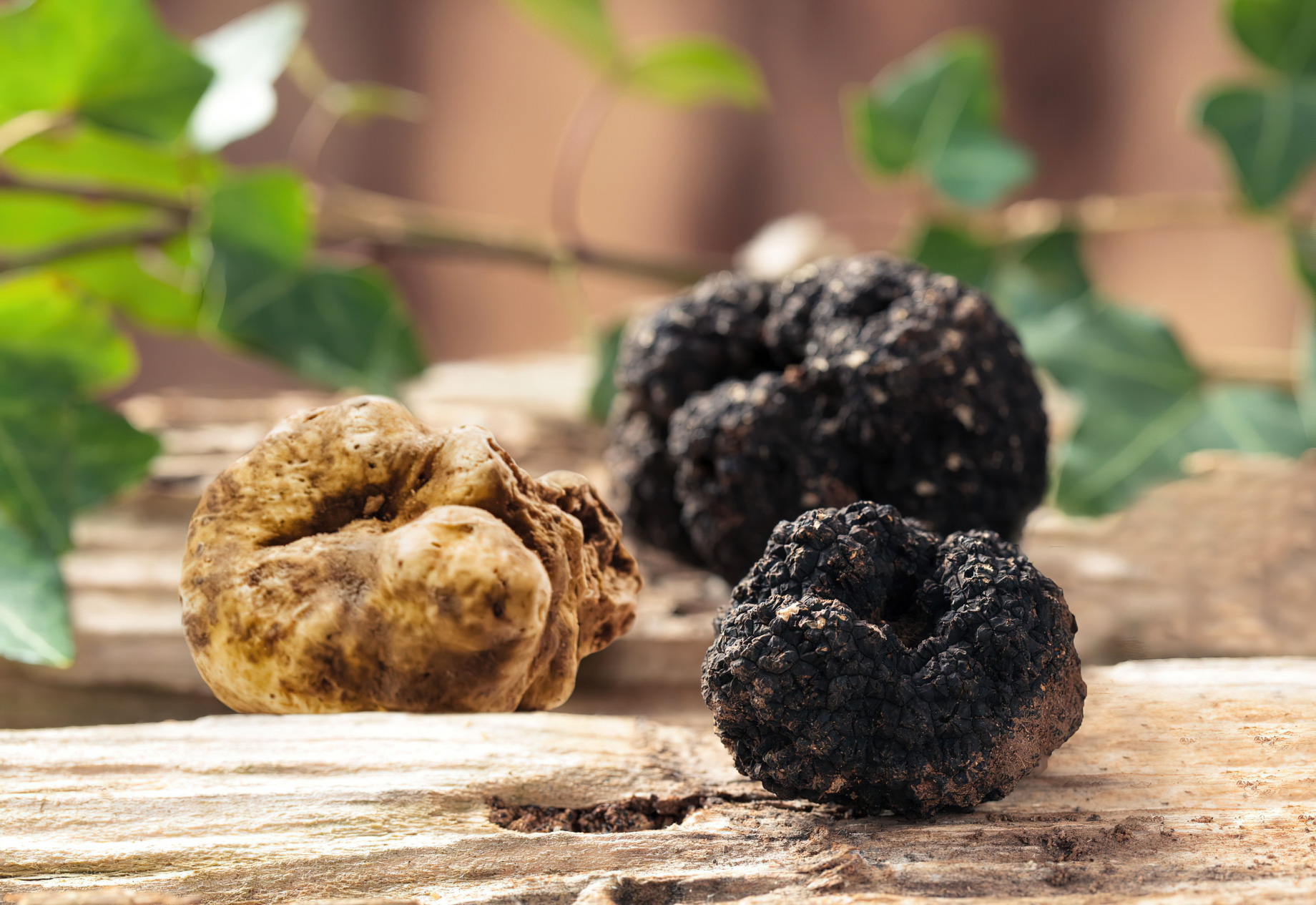 The St. Regis Macao Hotel – Cotai, Macau SAR, China – White Truffles