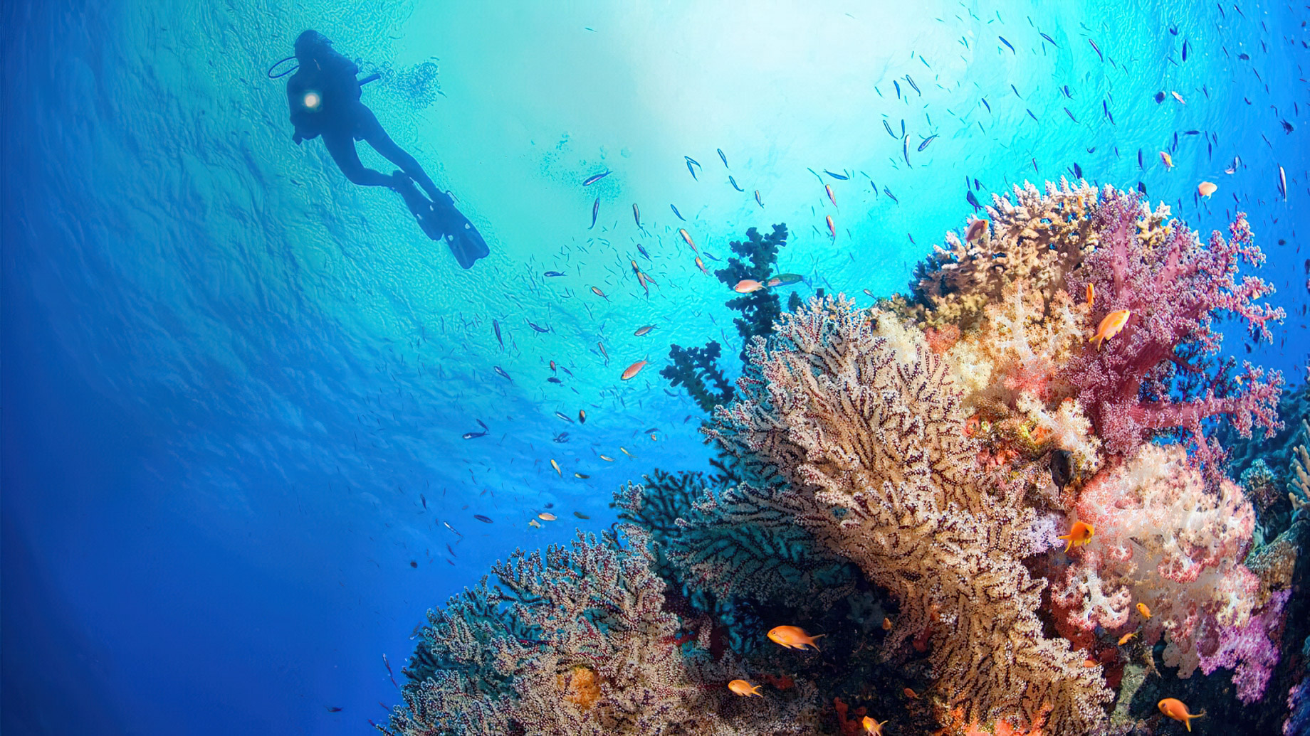 JOALI Maldives Resort - Muravandhoo Island, Maldives - Scuba Diving