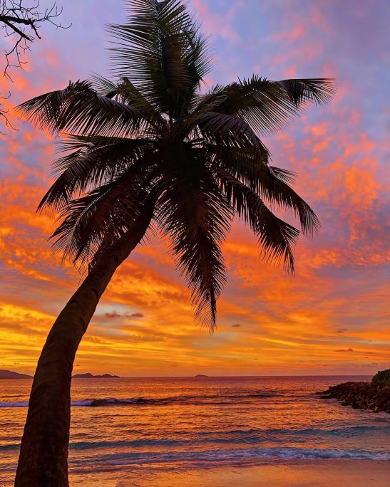 Six Senses Zil Pasyon Resort - Felicite Island, Seychelles - Tropical Island Palm Tree Sunset