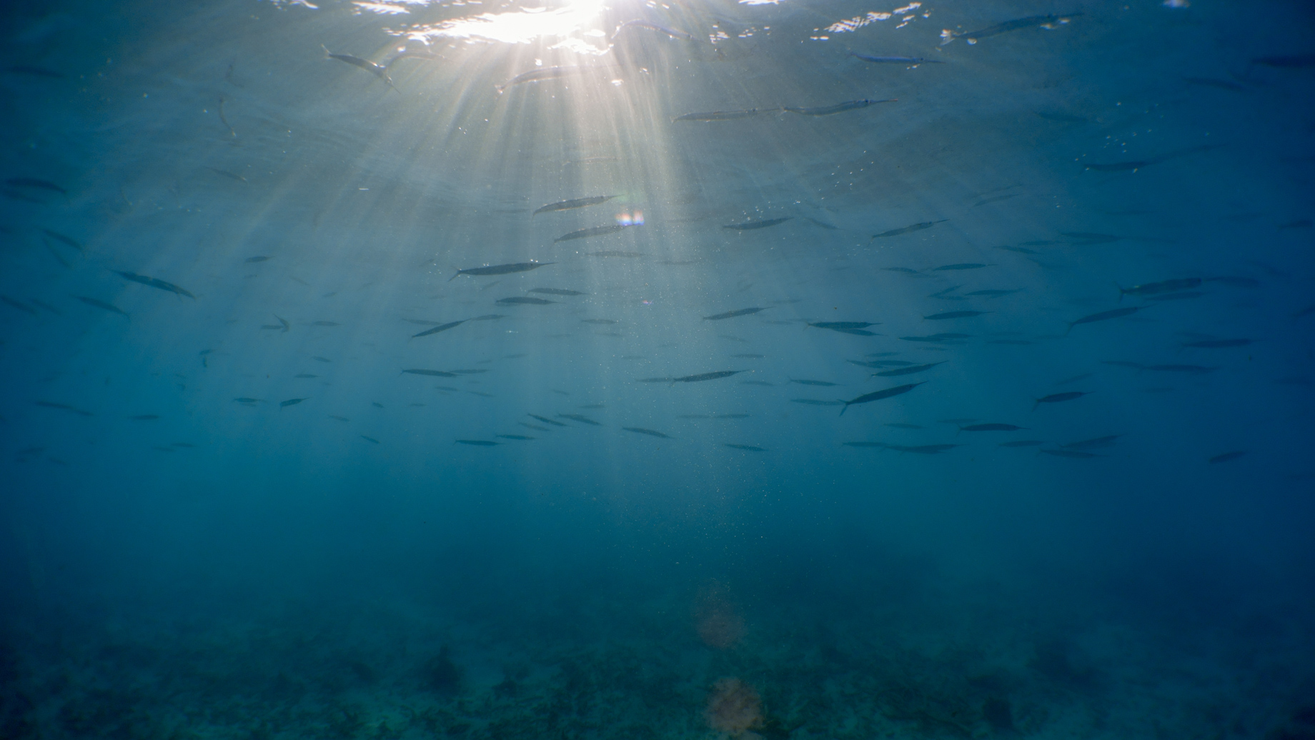 Amilla Fushi Resort and Residences – Baa Atoll, Maldives – Underwater Ocean Experience