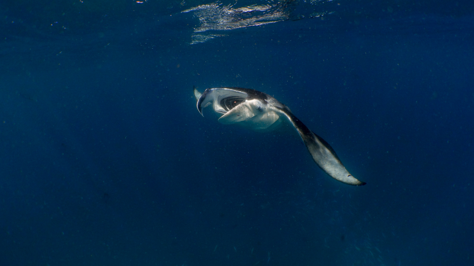 Amilla Fushi Resort and Residences - Baa Atoll, Maldives - Underwater Manta Ray