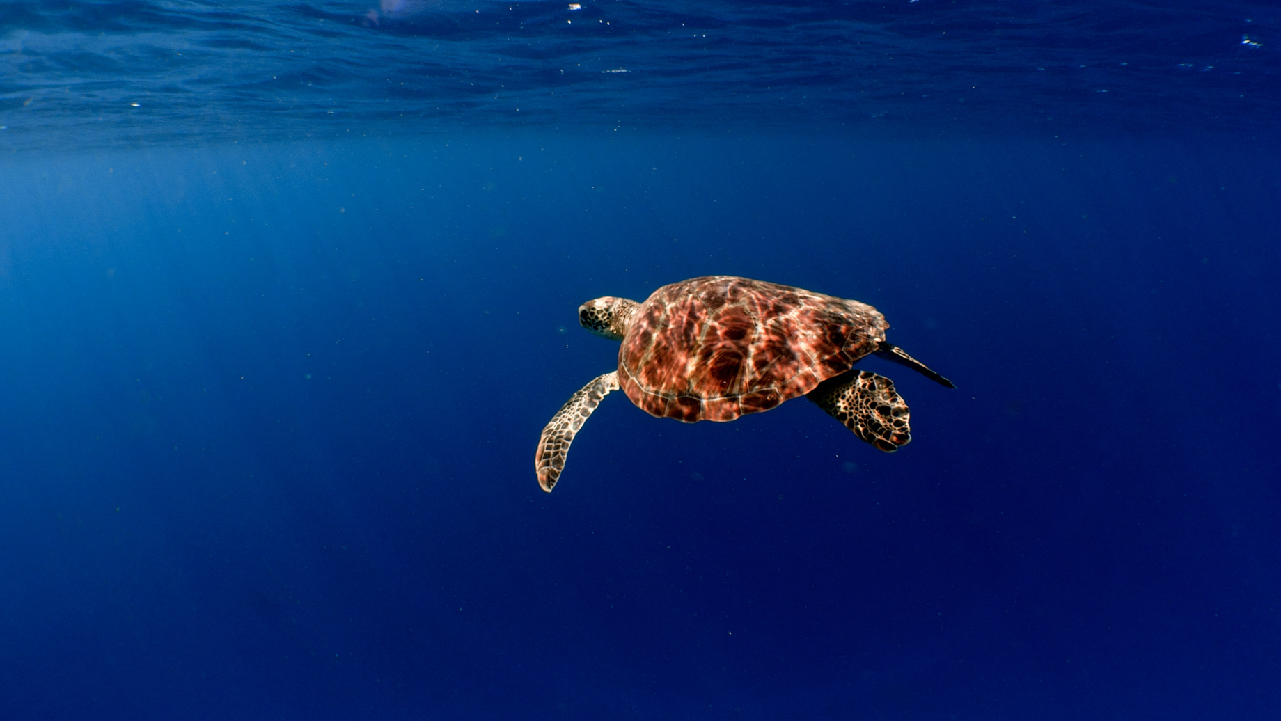 Amilla Fushi Resort and Residences - Baa Atoll, Maldives - Underwater Sea Turtle